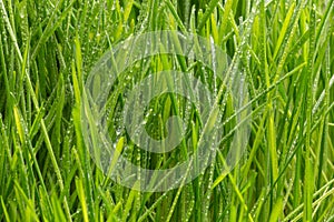 Fresh green grass with dew drops closeup. Nature Background