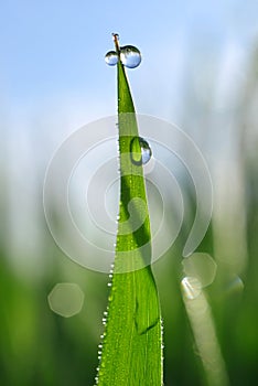 Fresh green grass with dew drops closeup.