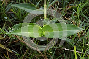 Fresh green grass with dew drops closeup.