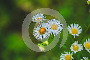 Fresh green grass with dew drops and daisy on meadow closeup. Spring season.Natural background