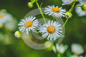 Fresh green grass with dew drops and daisy on meadow closeup. Spring season.Natural background