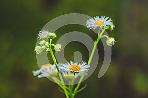 Fresh green grass with dew drops and daisy on meadow closeup. Spring season.Natural background