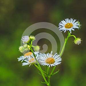 Fresh green grass with dew drops and daisy on meadow closeup. Spring season.Natural background