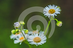 Fresh green grass with dew drops and daisy on meadow closeup. Spring season.Natural background