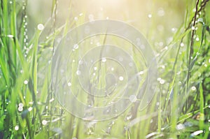 Fresh green grass with dew drops in the early morning sunlight, background texture