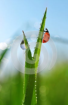 Fresh green grass with dew drops and ladybird