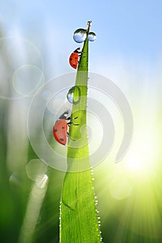 Fresh green grass with dew drops and ladybirds