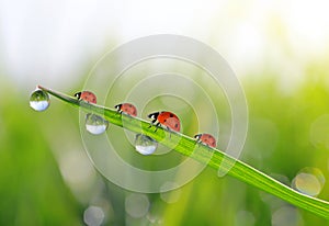 Fresh green grass with dew drops and ladybirds