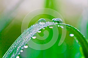 Fresh green grass with dew drops in the morning close up. Nature background
