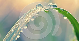 Fresh green grass with dew drops in the morning close up. Nature Background