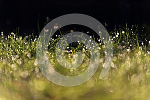 Fresh green grass with dew drops in morning sunny lights