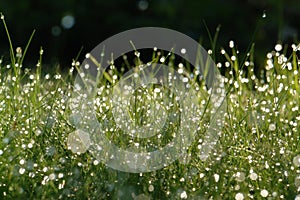 Fresh green grass in dew drops sparkle in a morning light, beautiful artistic image of purity and freshness of nature