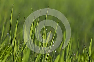 Fresh green grass with dew drops on spring morning, closeup