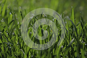 Fresh green grass with dew drops on spring morning, closeup