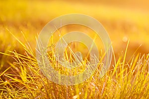 Fresh grass with dew drops in the sunset golden soft sunshine. Summer nature background