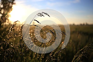 Fresh green grass with dew drops in the sunset golden soft sunshine. Summer nature background. Grass at dawn. Golden hour