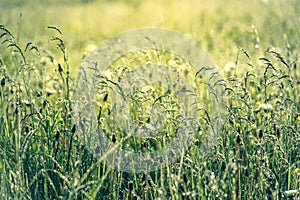 Fresh green grass with dew drops in the sunset golden soft sunshine. Summer nature background. Grass at dawn. Golden hour