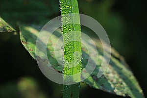 Fresh green grass with dew drops in sunshine on auttum and bokeh. Abstract blurry background. Nature background. Texture. copy