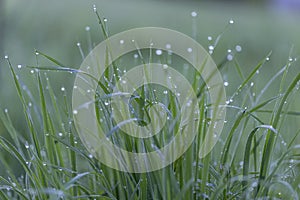 Fresh green grass on dew drops, wet grass. Transparent droplets of dew in grass on summer morning sparkle in sunlight in nature. F