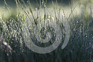 Fresh green grass on dew drops, wet grass. Transparent droplets of dew in grass on summer morning sparkle in sunlight in nature. F