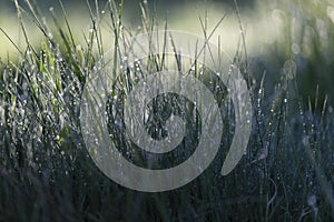 Fresh green grass on dew drops, wet grass. Transparent droplets of dew in grass on summer morning sparkle in sunlight in nature. F