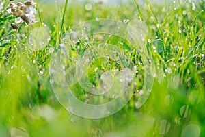 Fresh green grass with dew water drops in morning alps mountain meadow