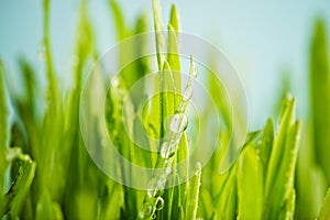 fresh green grass with dews drop