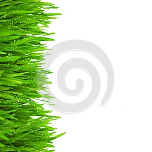 Fresh Green Grass with Drops Dew / isolated on white