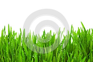 Fresh Green Grass with Drops Dew / isolated on white