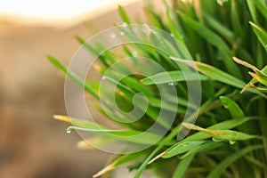 Fresh Green Grass with Drops Few. Nowrooz spring holiday plant.