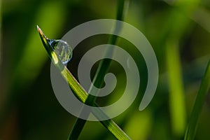 Fresh green grass with drops of fresh morning dew on a blade of grass