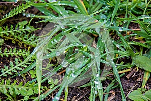 Fresh green grass with drops of water