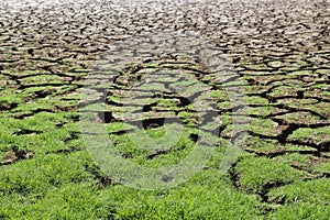 fresh green grass on dry soil in nature garden for background