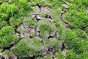 Fresh green grass on dry soil in nature garden