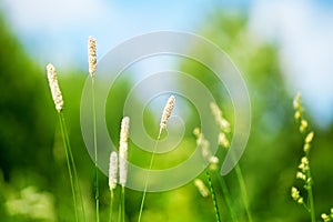 Fresh green grass field on blue sky blurred background close up, white long stem spikes on wild meadow soft focus macro, lawn