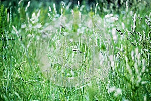 Fresh green grass field on blurred background close up, young ears on meadow soft focus macro, beautiful summer lawn spring season