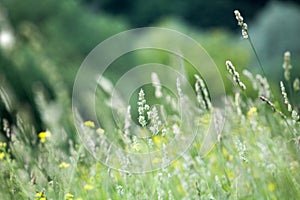 Fresh green grass field on blurred bokeh background close up, ears on meadow soft focus macro, beautiful sunlight summer lawn