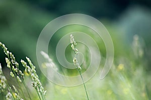 Fresh green grass field on blurred bokeh background close up, ears on meadow soft focus macro, beautiful sunlight summer lawn