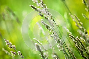 Fresh green grass field on blurred bokeh background close up, ears on meadow soft focus macro, beautiful sunlight summer lawn