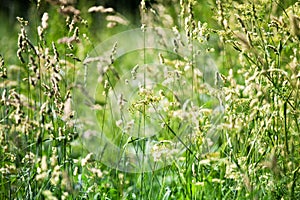 Fresh green grass field on blurred bokeh background close up, ears on meadow soft focus macro, beautiful sunny summer lawn, spring