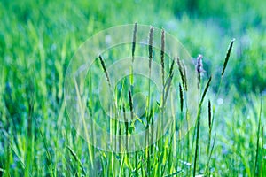 Fresh green grass field on blurred bokeh background. Soft focus. Beautiful sunlight spring or summer lawn