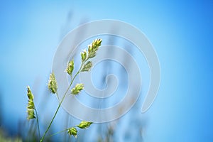 Fresh green grass field on clear blue sky blurred background close up, long stem spikes on wild meadow soft focus macro