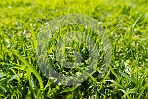 Fresh green grass on the field or lawn. Blades of grass, spring or summer meadow.