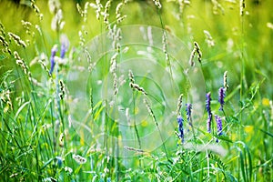 Fresh green grass field, purple flowers close up, yellow sunlight blurred bokeh background, sunny morning meadow soft focus macro