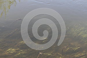 Fresh green grass flooded with flood.