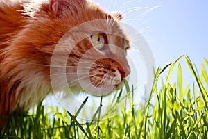 Fresh green grass and fluffy ginger kitten on blue sky background.