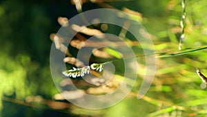 Fresh green grass footage Ears of rice in the light of dusk gusty wind plays with green grass. Vertical Natural meadow