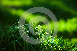 Fresh green grass grow in spring field, side view, copy space