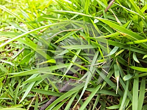 fresh green grass growing in the garden