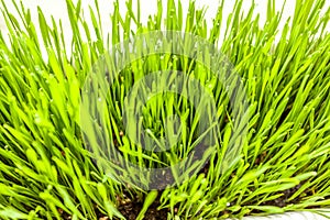 Fresh green grass growing in soil